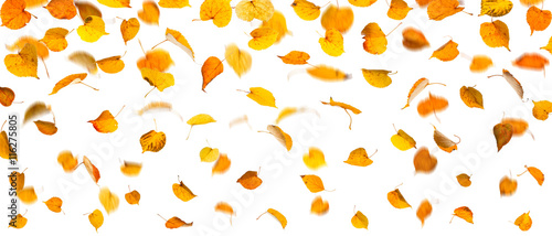 Fototapeta Naklejka Na Ścianę i Meble -  Autumn falling yellow leaves, on white background.