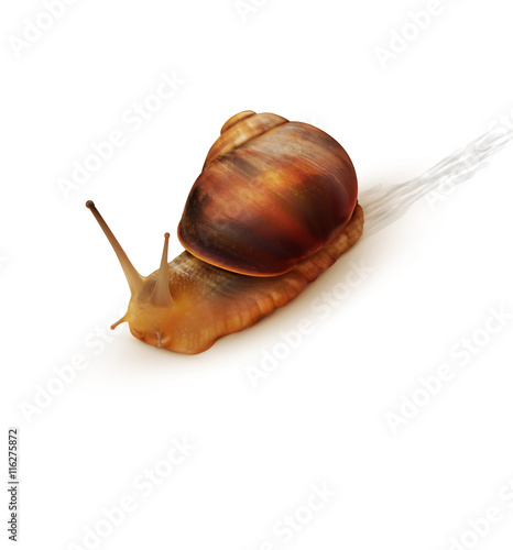 vector snail crawling on a white background