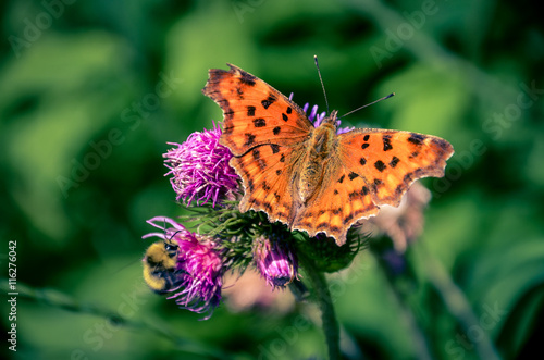 Beautiful butterfly and bumblebee sitting on the flower