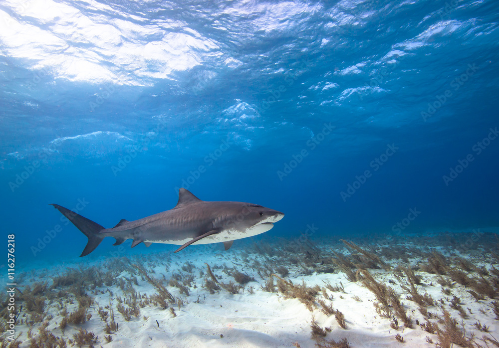 Obraz premium Tiger shark 