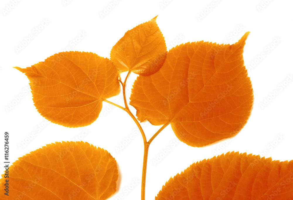 Autumnal sprig of linden-tree Autumnal sprig of linden-tree