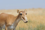 Wild female Saiga antelope in Kalmykia steppe