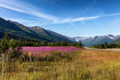 Wild flowers with mountains and forest in background