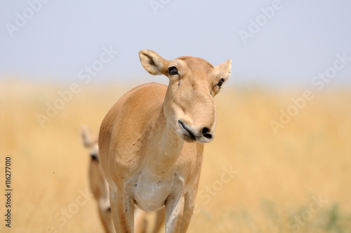 Smiling wild female Saiga antelope in Kalmykia steppe