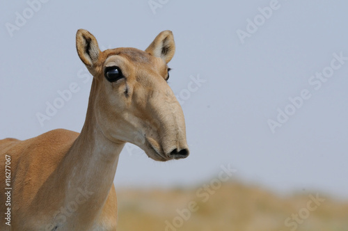 Portrait of Wild Saiga antelope in Kalmykia steppe photo
