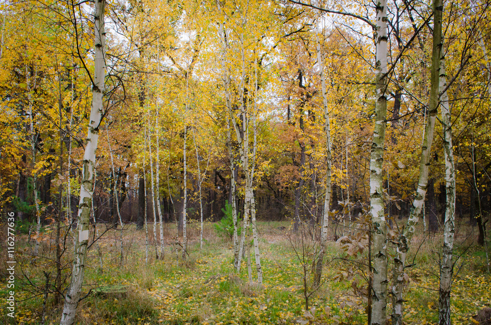 Obraz premium Роща берёзовая
