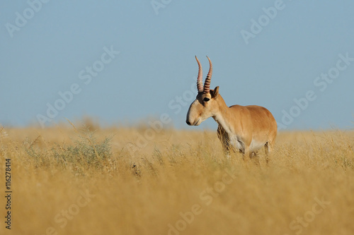 Wild male Saiga antelope in Kalmykia steppe © Victor Tyakht