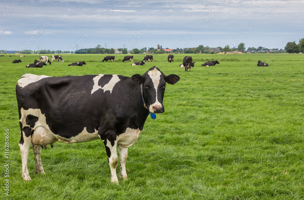 Black and white cow in a dutch landscape