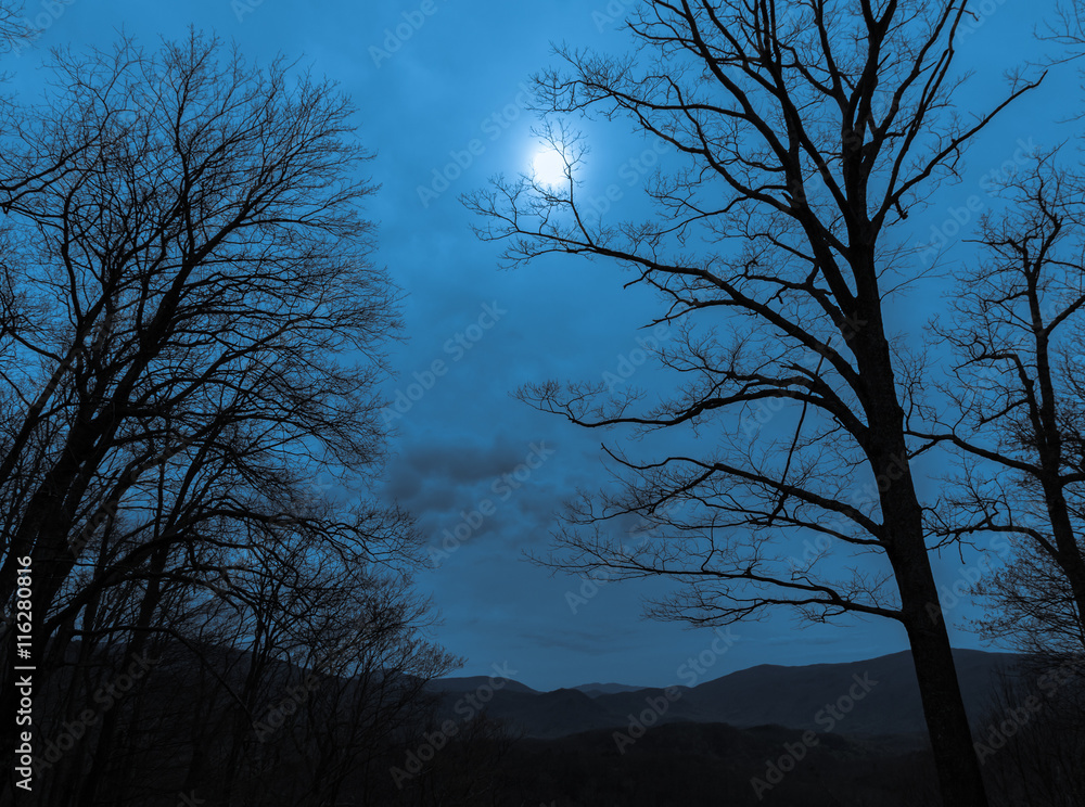 Fototapeta premium Twilight in the mountain forest.