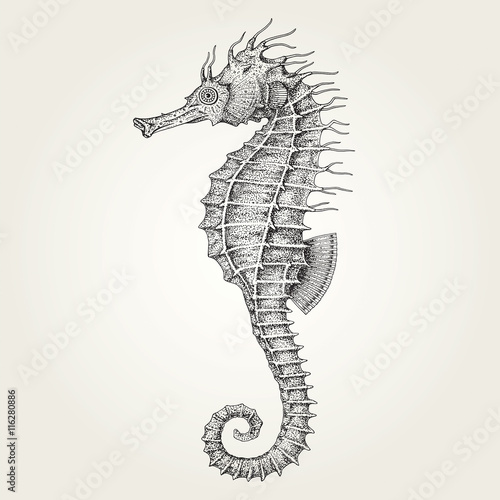 Hand drawn seahorse. Vintage vector illustration of marine fish photo