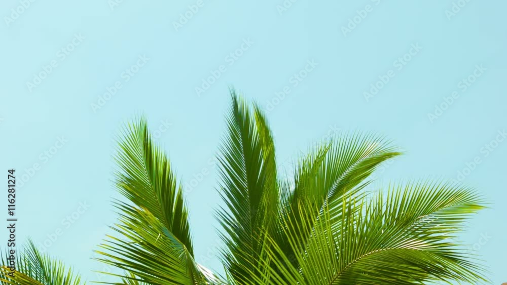 Video 1080p - Crest of palm tree quiver in the wind against the sky Video 1080p - Crest of palm tree quiver in the wind against the sky