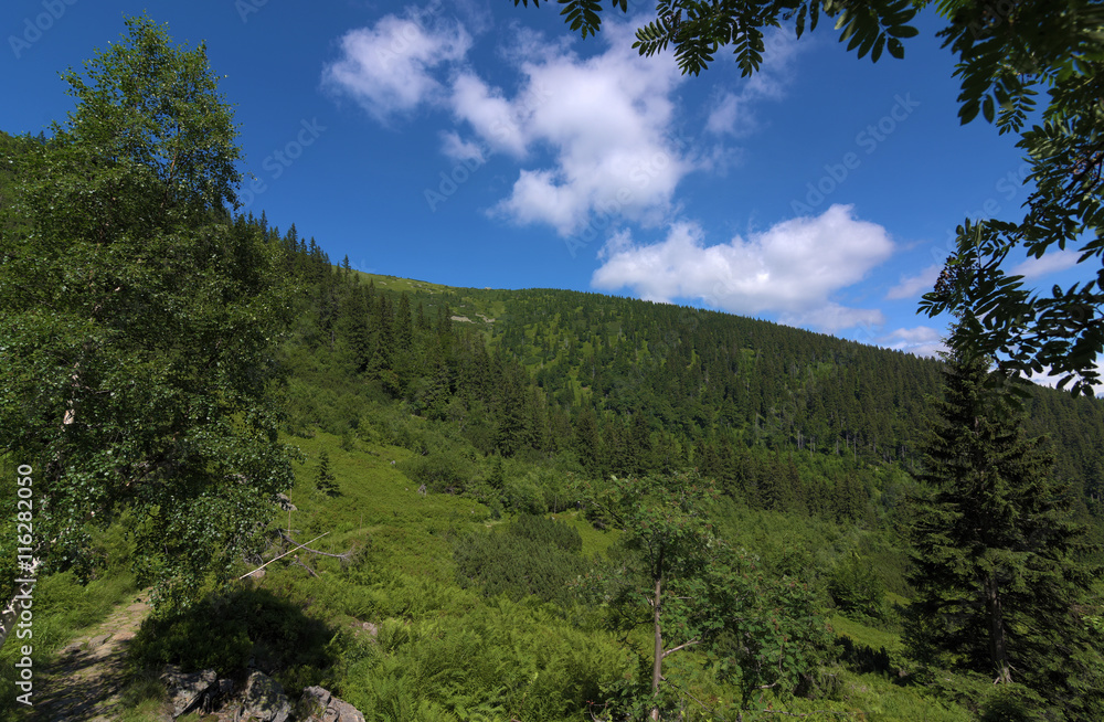 Sunny summer day in Krkonose mountains