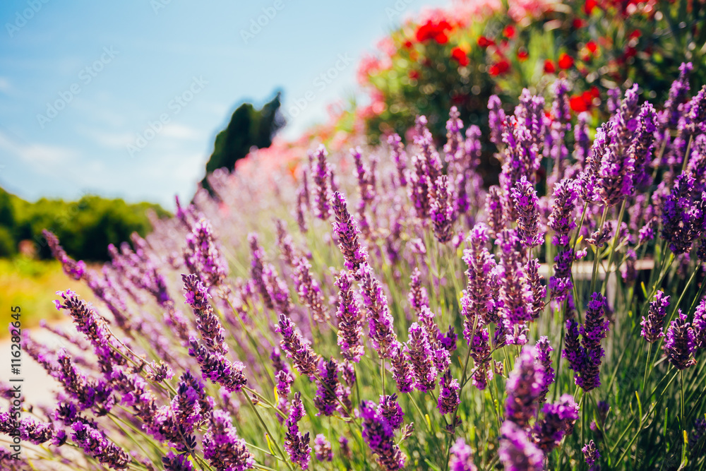 Naklejka premium Lavender Flowers. Summer season. Close up