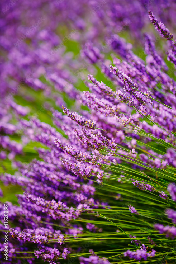 Obraz premium Beautiful Blooming Lavender Flowers. Summer season in Provence,