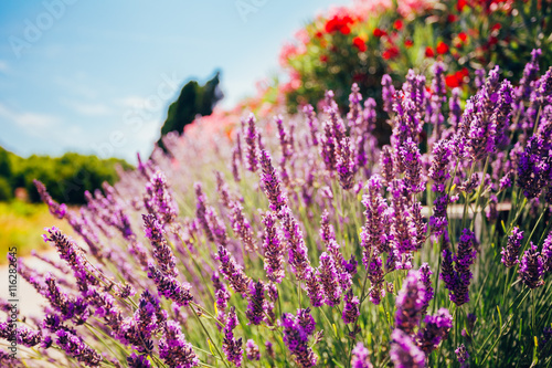 Lavender Flowers. Summer season. Close up