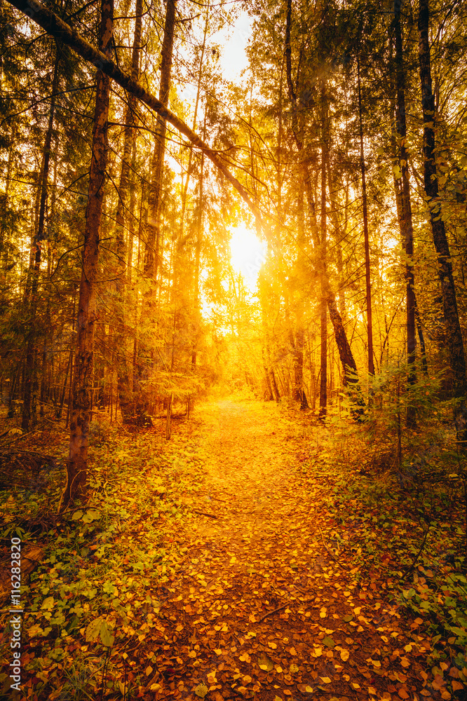 Fototapeta premium Sun shining over road, path, walkway through forest. Sunset Sunrise