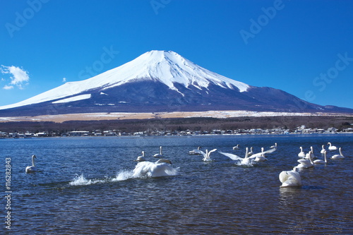 富士山と山中湖のコブハクチョウ