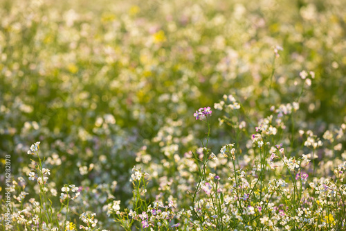 Field With Flowering Wild Radish Or Jointed Charlock Or Cultivated