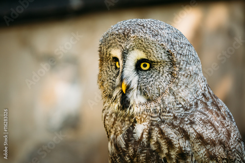 Great Grey Owl - Strix Nebulosa. Wild Bird. Close Up Head, Face.