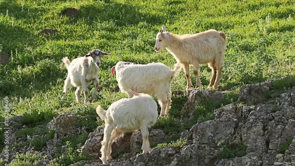 Herd of young goats grazing on the grass field in rural countryside, backlight long lens shots Herd of young goats grazing on the grass field in rural countryside, backlight long lens shots