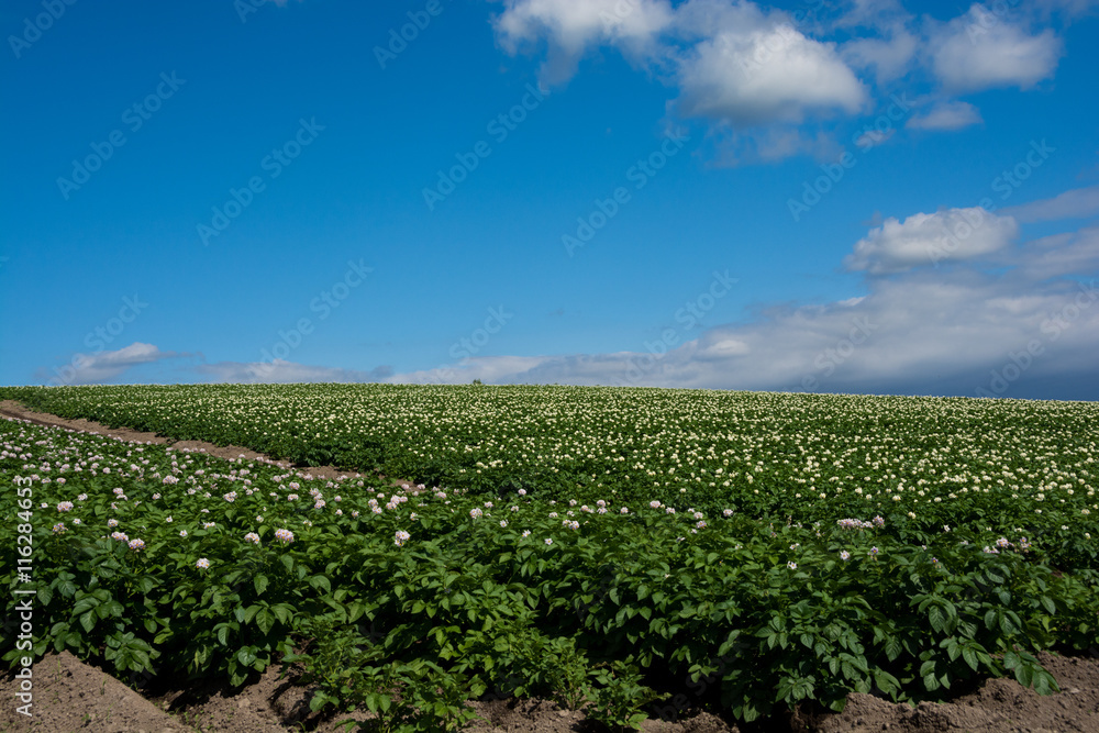 ジャガイモ畑と夏空