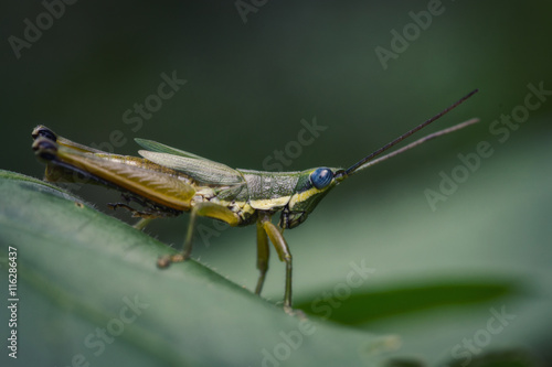 Macro Grasshopper inside a forest.