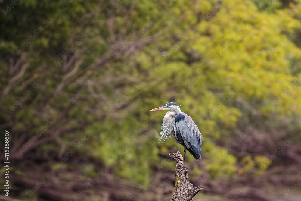 Fototapeta premium Blue Heron