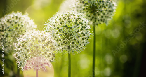 Beautiful White Allium circular globe shaped flowers blow in the wind photo