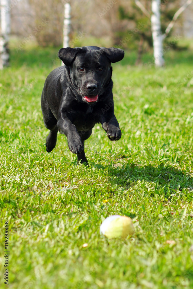Black dog breed Labrador playing with a ball Park