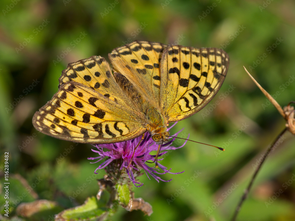 Motley butterfly a perlamutrovka on pink flower Motley butterfly a perlamutrovka on pink flower