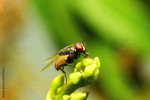 fly 05 © aonpholphoto