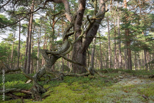 Old pine tree in primeval forest photo