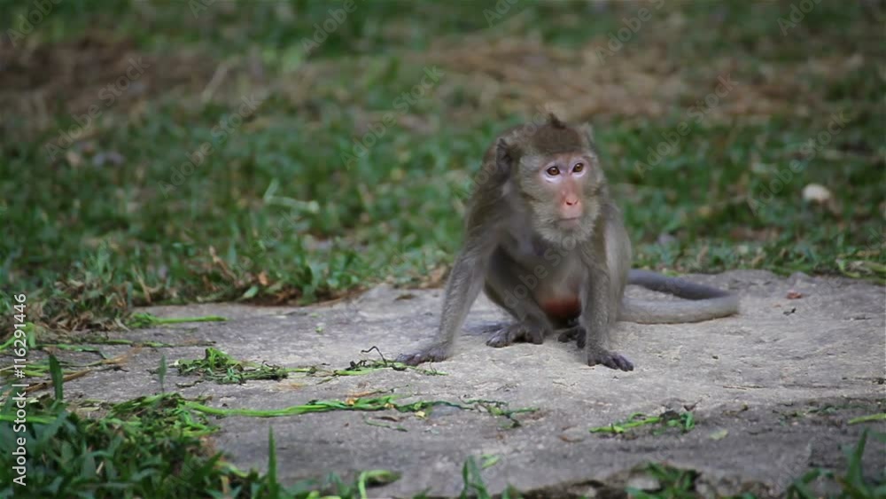 wild rhesus monkey in natural sitting, chewing, looking around, find out something on ground, in HD wild rhesus monkey in natural sitting, chewing, looking around, find out something on ground, in HD