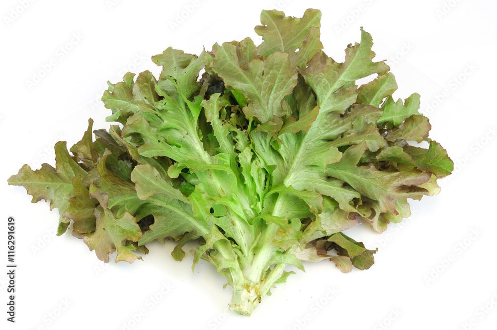 fresh lettuce isolated on the white background fresh lettuce isolated on the white background