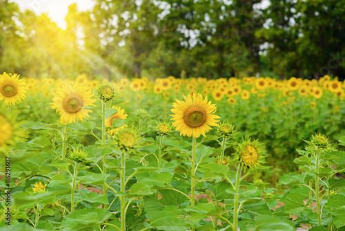 sunflower field over cloudy blue sky