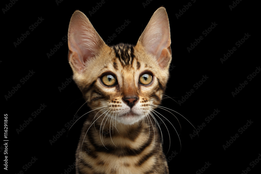 Closeup Portrait of Young Bengal Kitty on Isolated Black Background, Side view