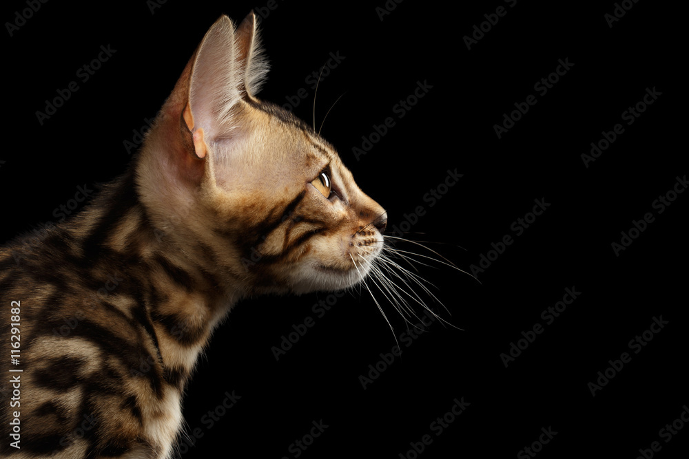 Closeup Profile of Young Bengal Kitty on Isolated Black Background, Side view Closeup Profile of Young Bengal Kitty on Isolated Black Background, Side view