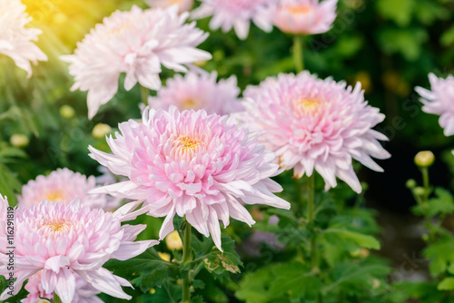 White chrysanthemum flower