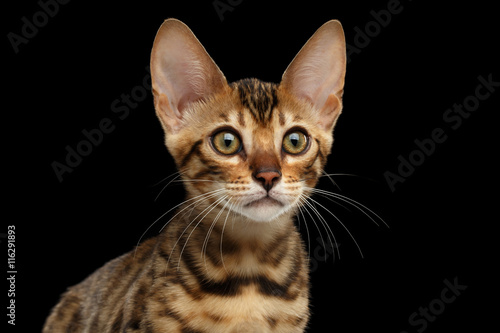 Closeup Portrait of Young Bengal Female Kitty on Isolated Black Background, Side view