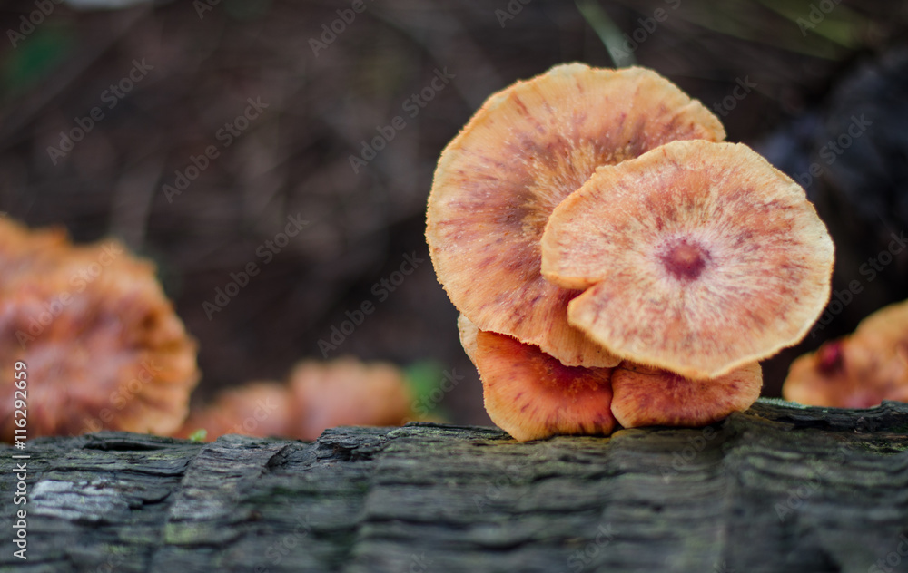 close of sugar palm mushroom nice color close of sugar palm mushroom nice color