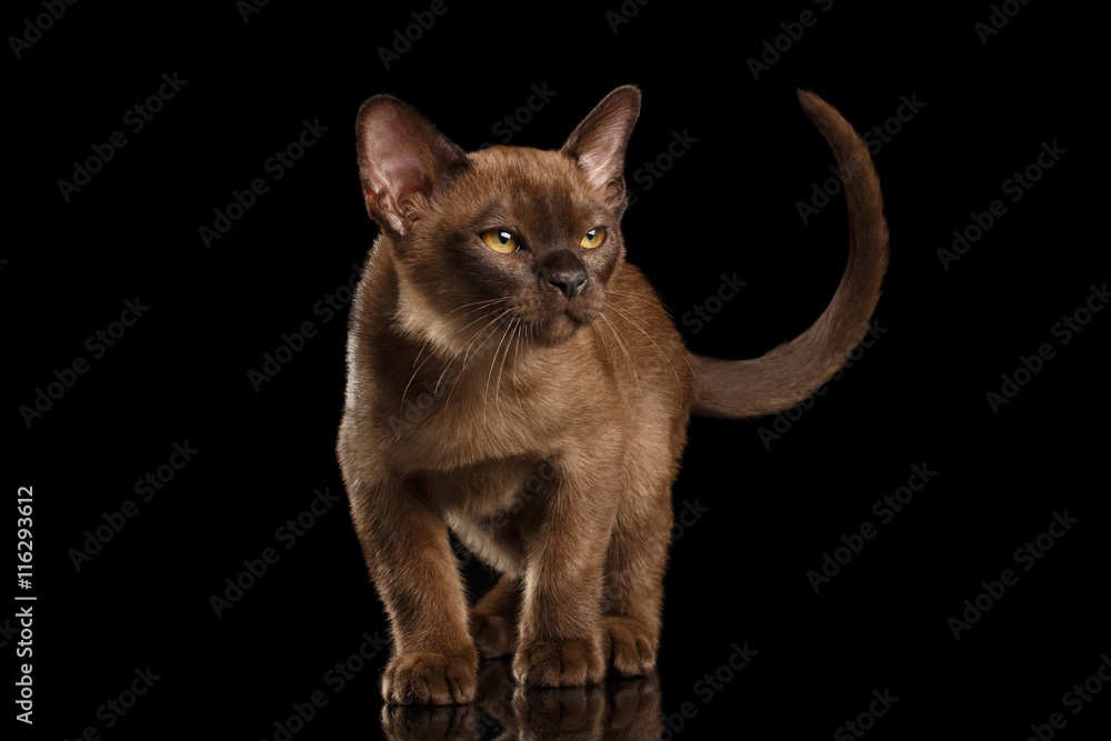 Little Burma Kitty Walking and show his Chocolate Fur, Calmly Looking up, Isolated Black Background, Front view