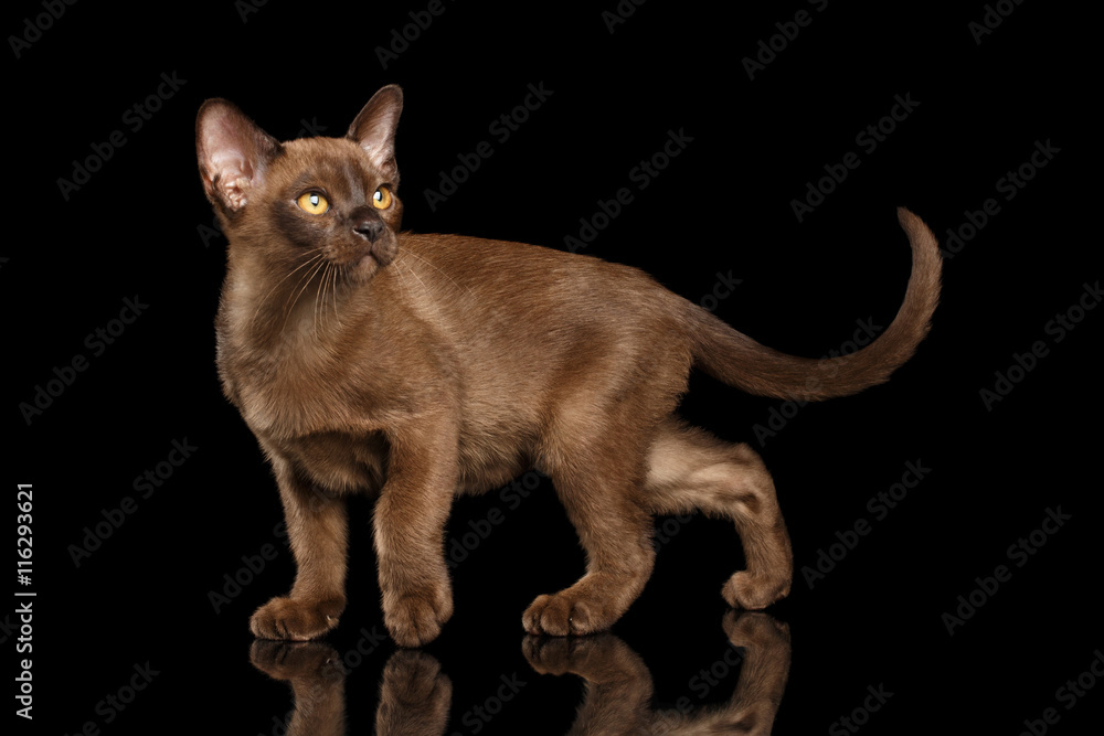 Hunting little Burma Kitty Walking and show his Chocolate Fur, Looking up, Isolated Black Background, Side view