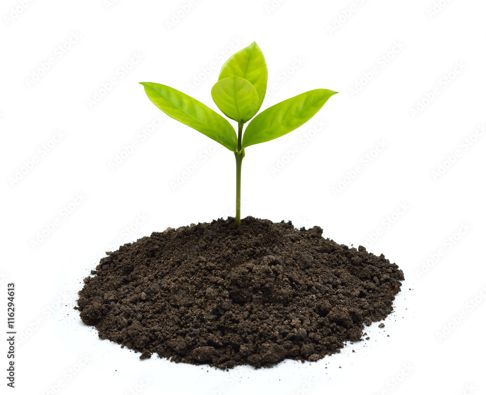 Green sprout growing out from soil isolated on white background Green sprout growing out from soil isolated on white background