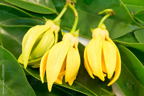 ylang -  ylang