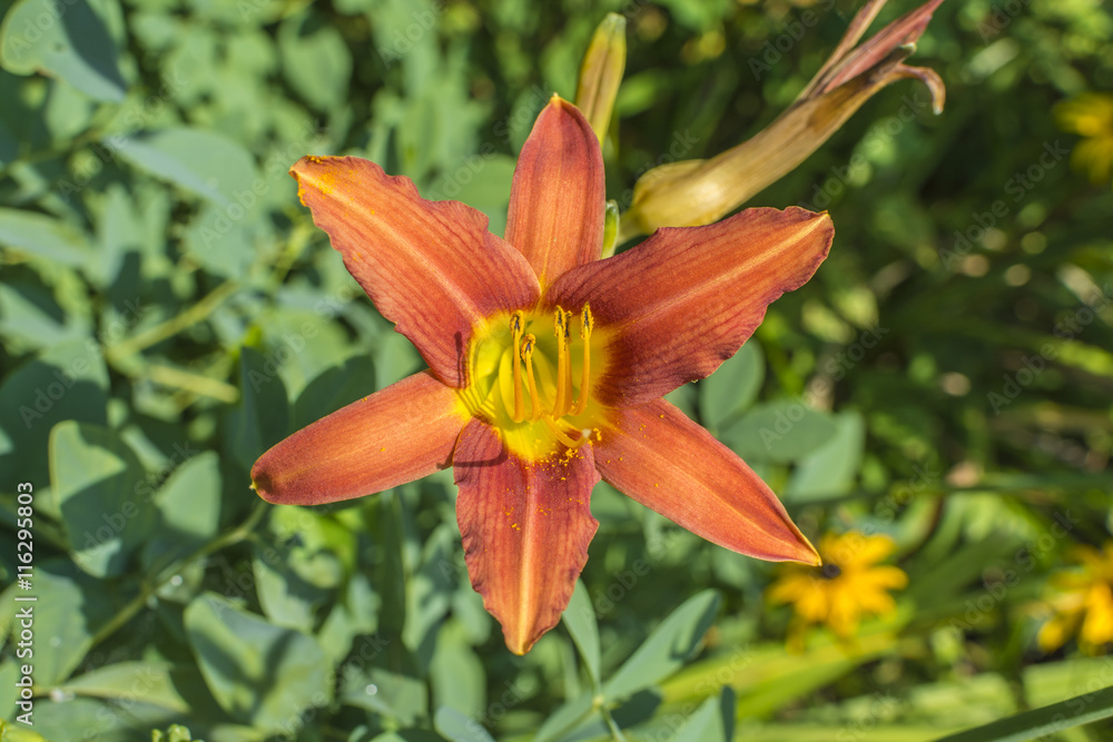 Fototapeta premium Detailed closeup of a red and orange Lily flower. 