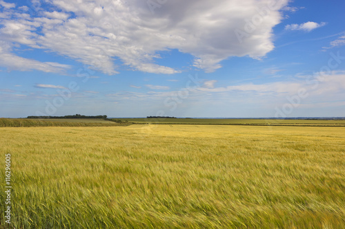 golden barley fields © emjay smith