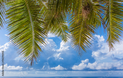  palmes de cocotier sur fond de ciel 