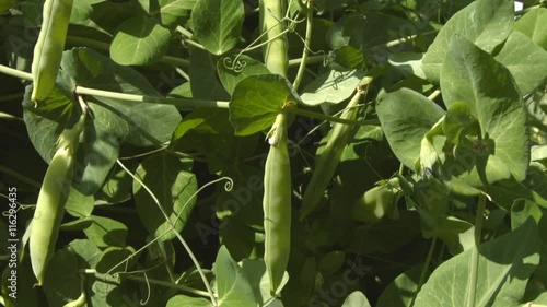 Growing green peas in the shell. 3 Shots. Vertical pan. Close-up. photo