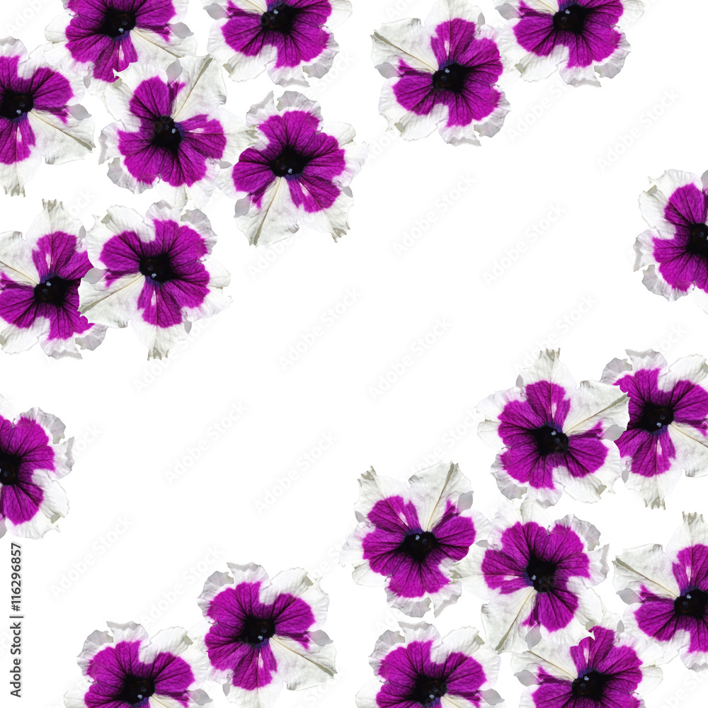 Beautiful floral background isolated purple petunias Beautiful floral background isolated purple petunias