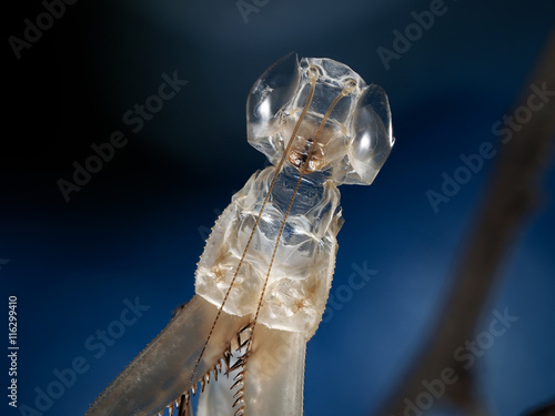 The skin after molting mantis on a blue background. Transparent shell, compound eyes. A terrible and wonderful. macro
